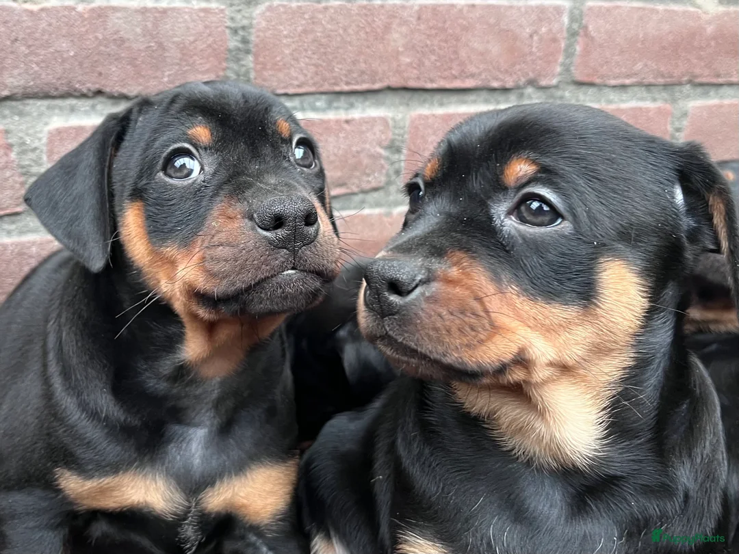 Kruising honden te koop: Carlin Pinscher Pups - Advertentie 24