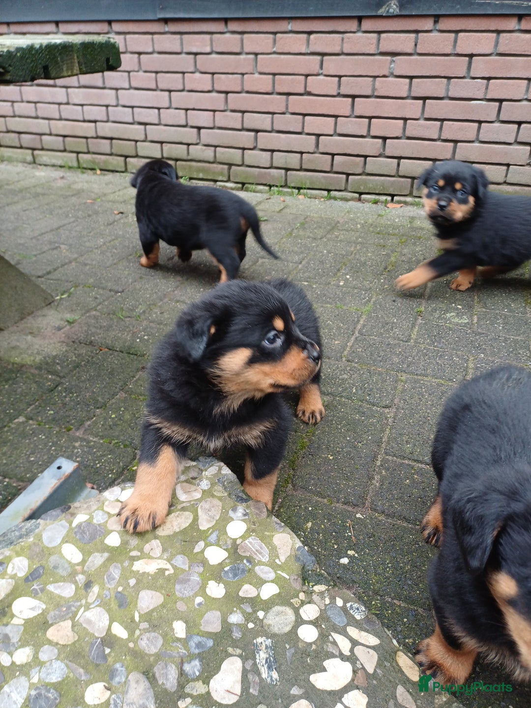 Rottweiler honden te koop: Mooie lieve rottweilerpups - Advertentie 2