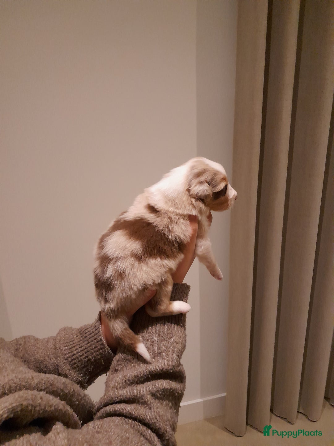 Australian Shepherd honden te koop: Lieve raszuivere australian shepherd pups  - Advertentie 31