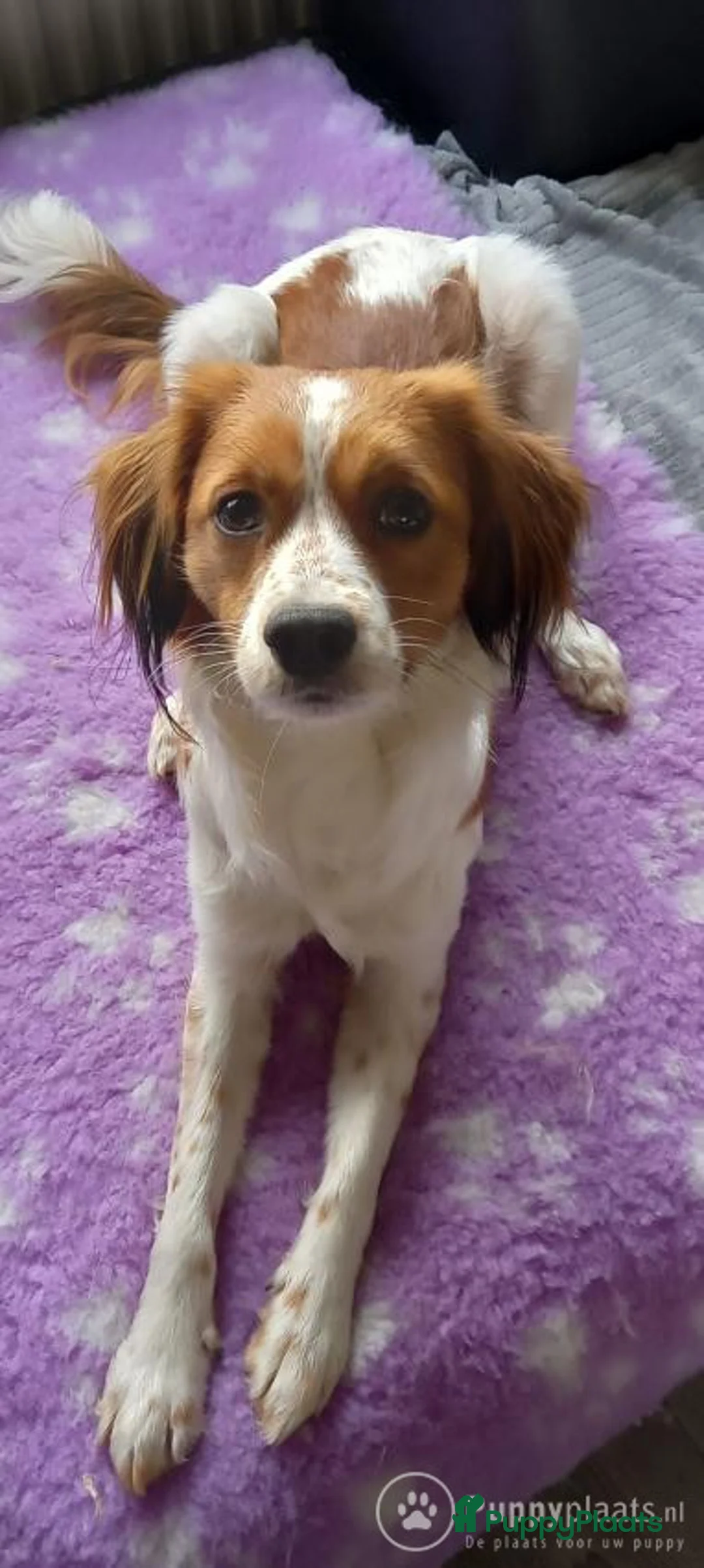 Kooikerhondje honden ter dekking: Kooiker dekreu aangeboden in Sumar - Advertentie 5