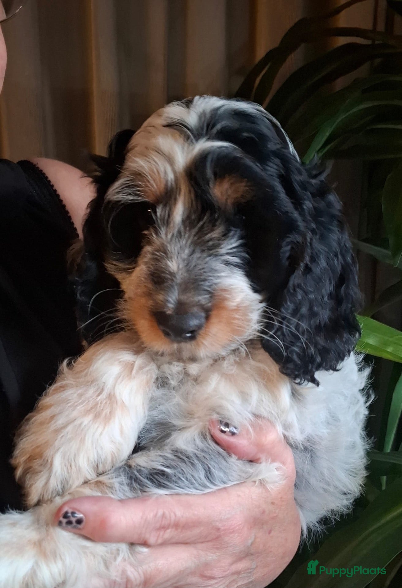 Cockapoo honden Cockapoo’s zoeken een gouden mandje  - Advertentie 1