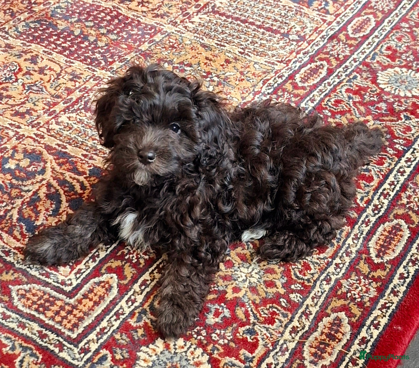 Maltipoo honden Moos & Pepper - Advertentie 4