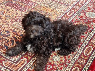 Maltipoo honden Moos & Pepper - Advertentie 1