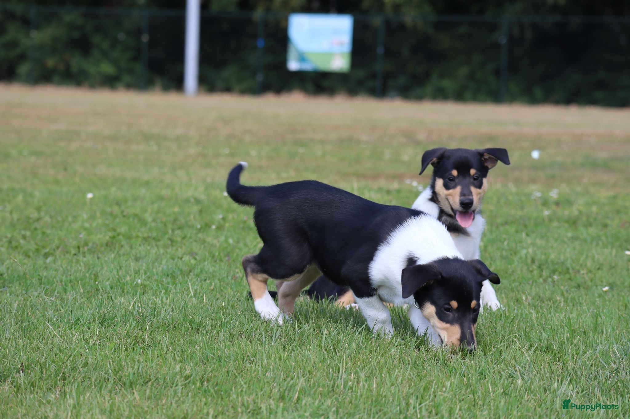 Schotse Herdershond korthaar honden Nog 2 knappe reuen schotse collie korthaar reuen. - Advertentie 2
