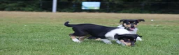 Schotse Herdershond korthaar honden te koop: Nog 2 knappe reuen schotse collie korthaar reuen. - Advertentie 1
