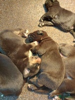 Kruising honden Te koop Boulab pups Labrador x Berner Sennen - Advertentie 1