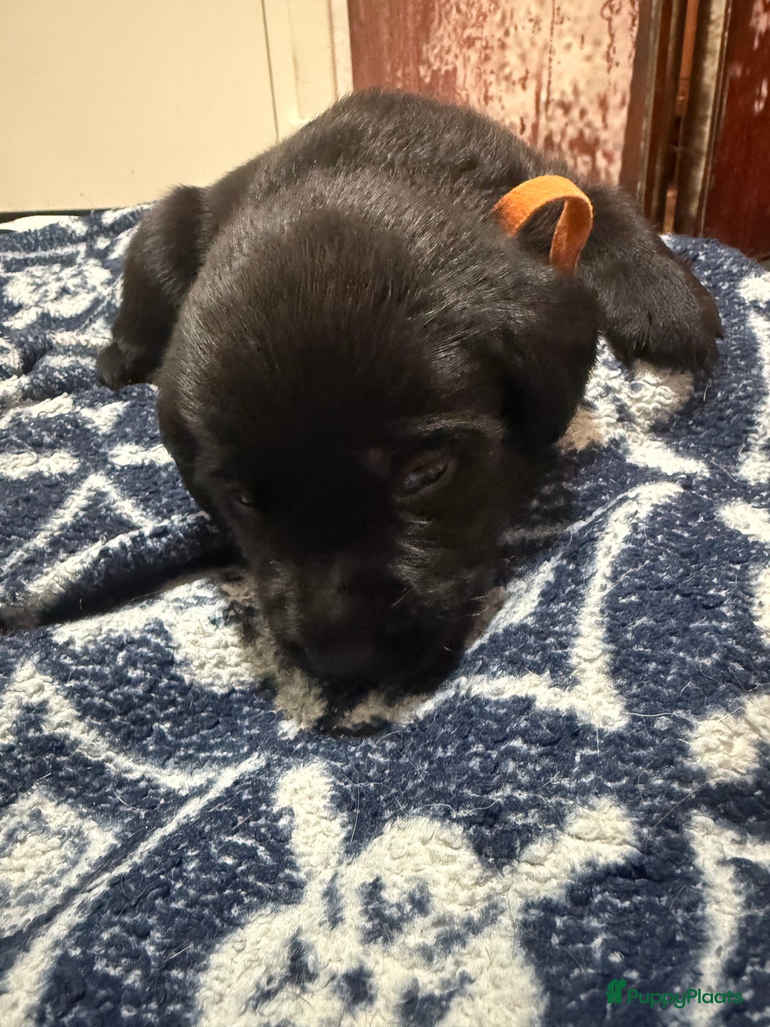 Labrador Retriever honden te koop: Labrador Retriever Pups - Advertentie 9