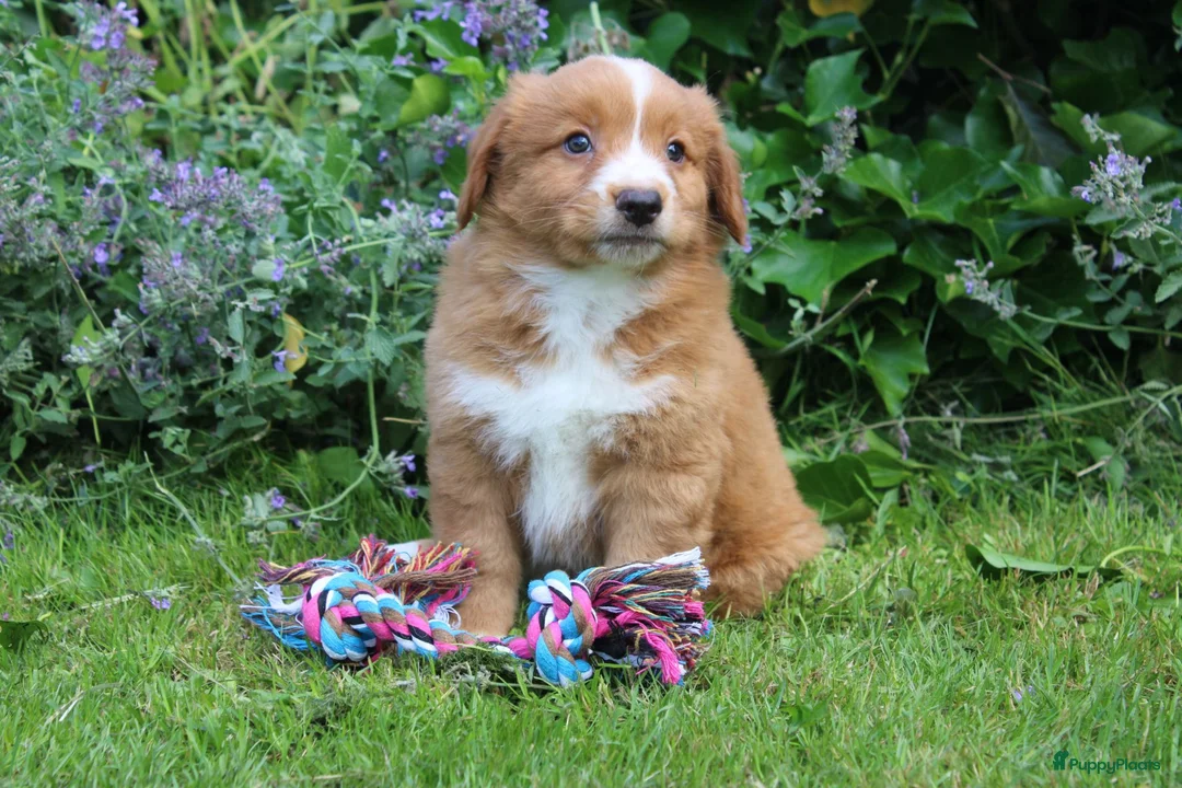 Nova Scotia Duck Tolling Retriever honden te koop: Mooie nova scotia duck tolling retriever pups  - Advertentie 12