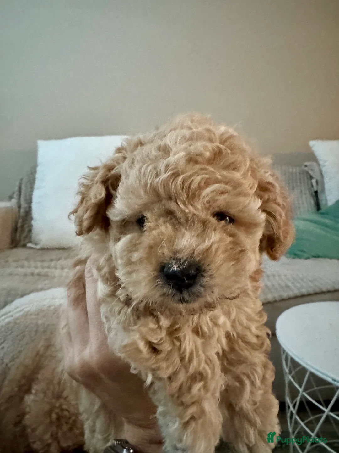 Poedel Toy honden te koop: Toy Poedel pups - Advertentie 10