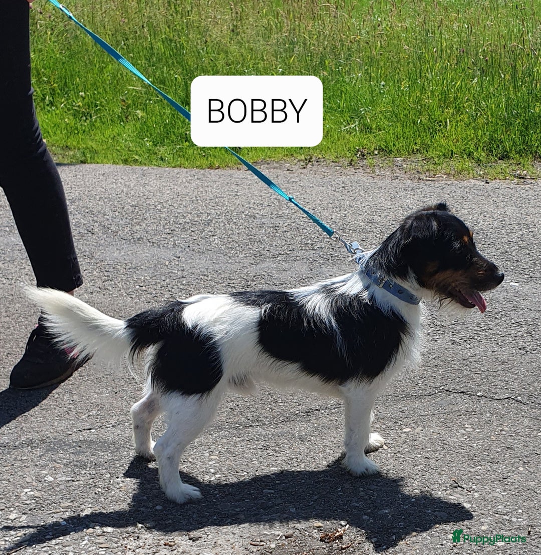 Jack Russel Terriër honden te koop: Mooie RASZUIVER JACK RUSSELL PUPPIES   GEZOND - Advertentie 12