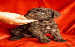 Kruising honden te koop: nestje kruising Waterhond, labradoedel look-a-like - Afbeelding 4