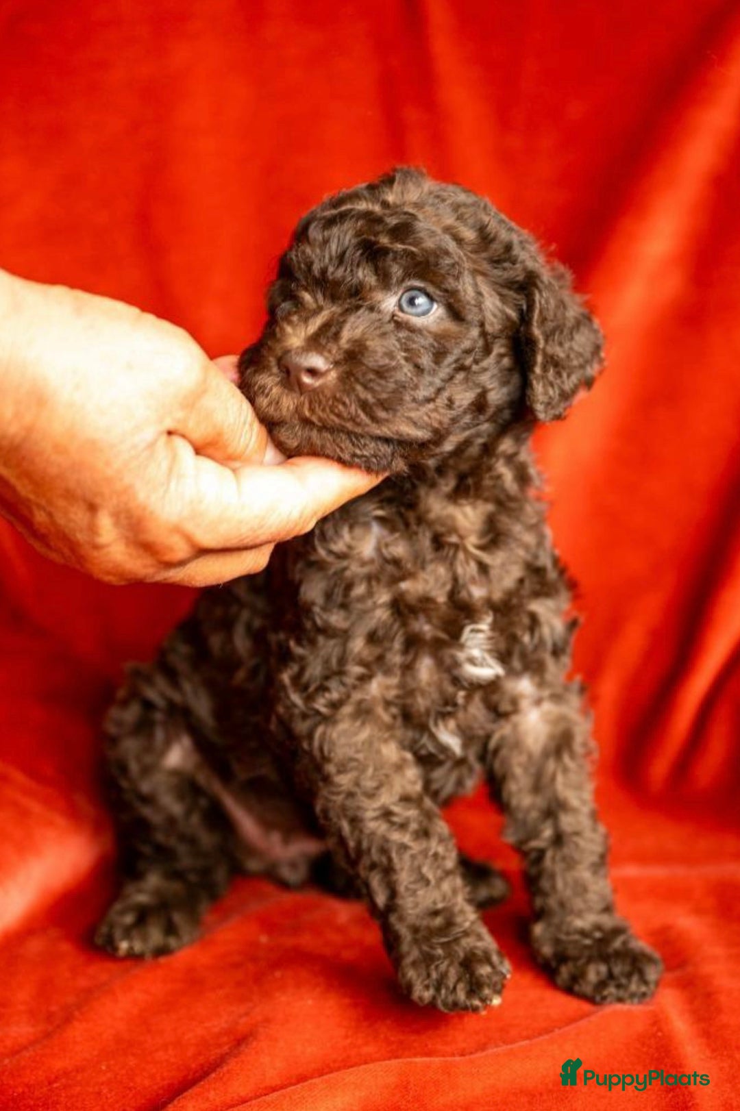 Kruising honden te koop: nestje kruising Waterhond, labradoedel look-a-like - Afbeelding 4