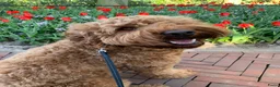 Australian Labradoodle honden ter dekking: Australian Labradoodle dekreu – volledig getest - Advertentie 16