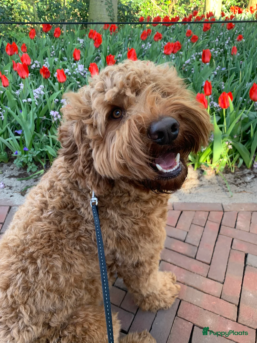 Australian Labradoodle honden ter dekking: Australian Labradoodle dekreu – volledig getest - Advertentie 16