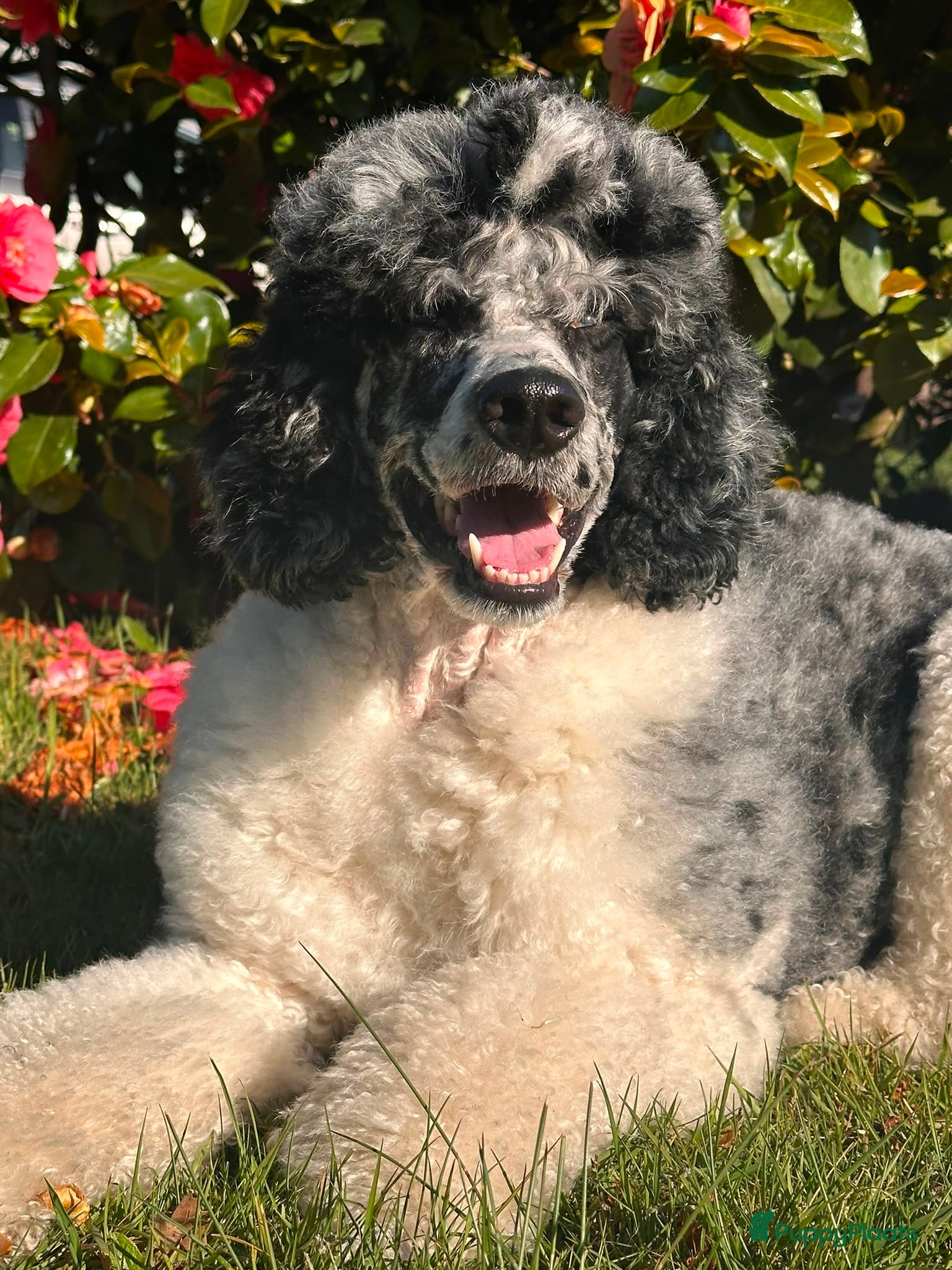 Poedel honden grote poedel pups - Advertentie 1