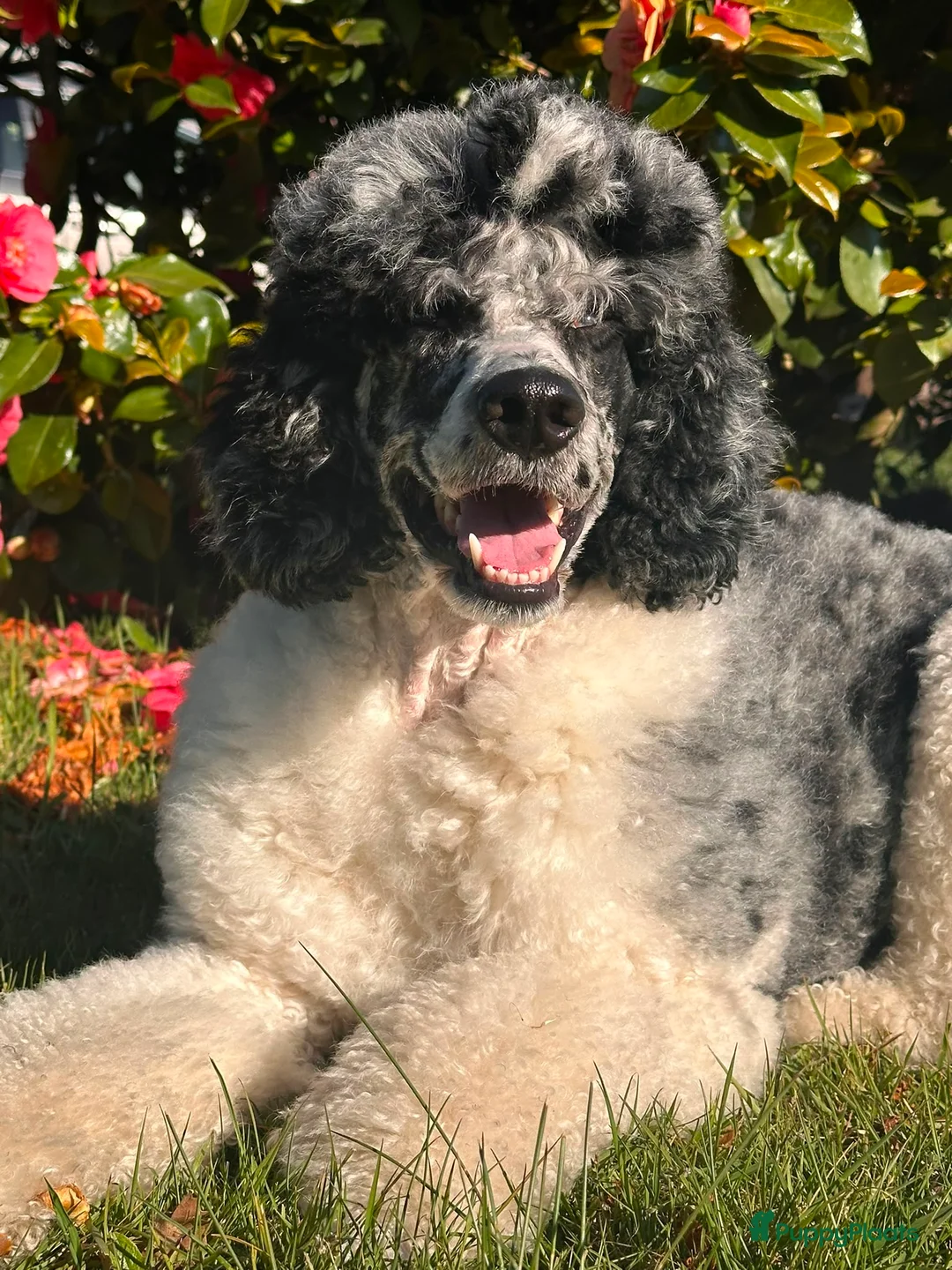 Poedel honden te koop: grote poedel pups - Advertentie 1