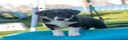 Border Collie honden te koop: Border collie Reutje met fci stamboom - Advertentie 5