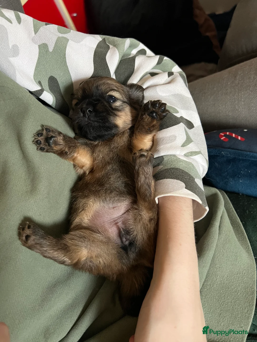 Pomchi honden te koop: Lieve Pomchi pups - Advertentie 18