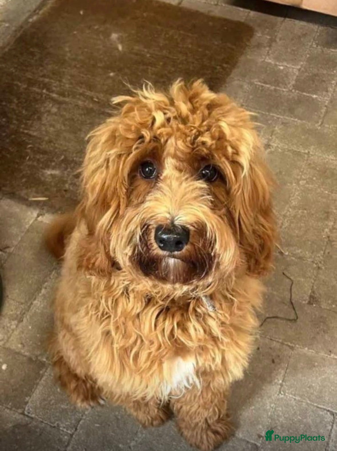 Kruising honden Mini Labradoodle  - Advertentie 2