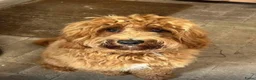 Kruising honden te koop: Mini Labradoodle  - Advertentie 3