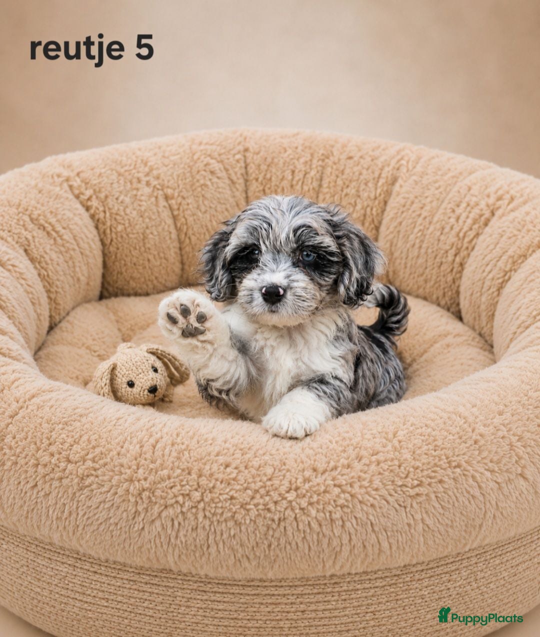 Boomer honden Super mooie boomer pups shih tzu maal maltezer - Advertentie 2
