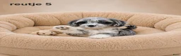 Boomer honden te koop: Super mooie boomer pups shih tzu maal maltezer - Advertentie 2