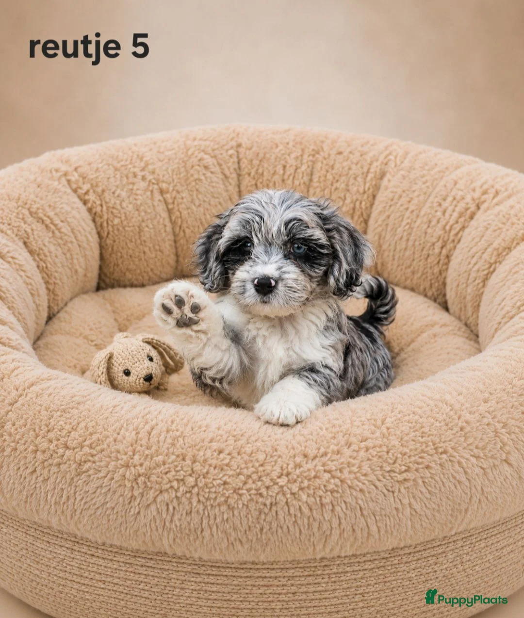 Boomer honden te koop: Super mooie boomer pups shih tzu maal maltezer - Advertentie 2