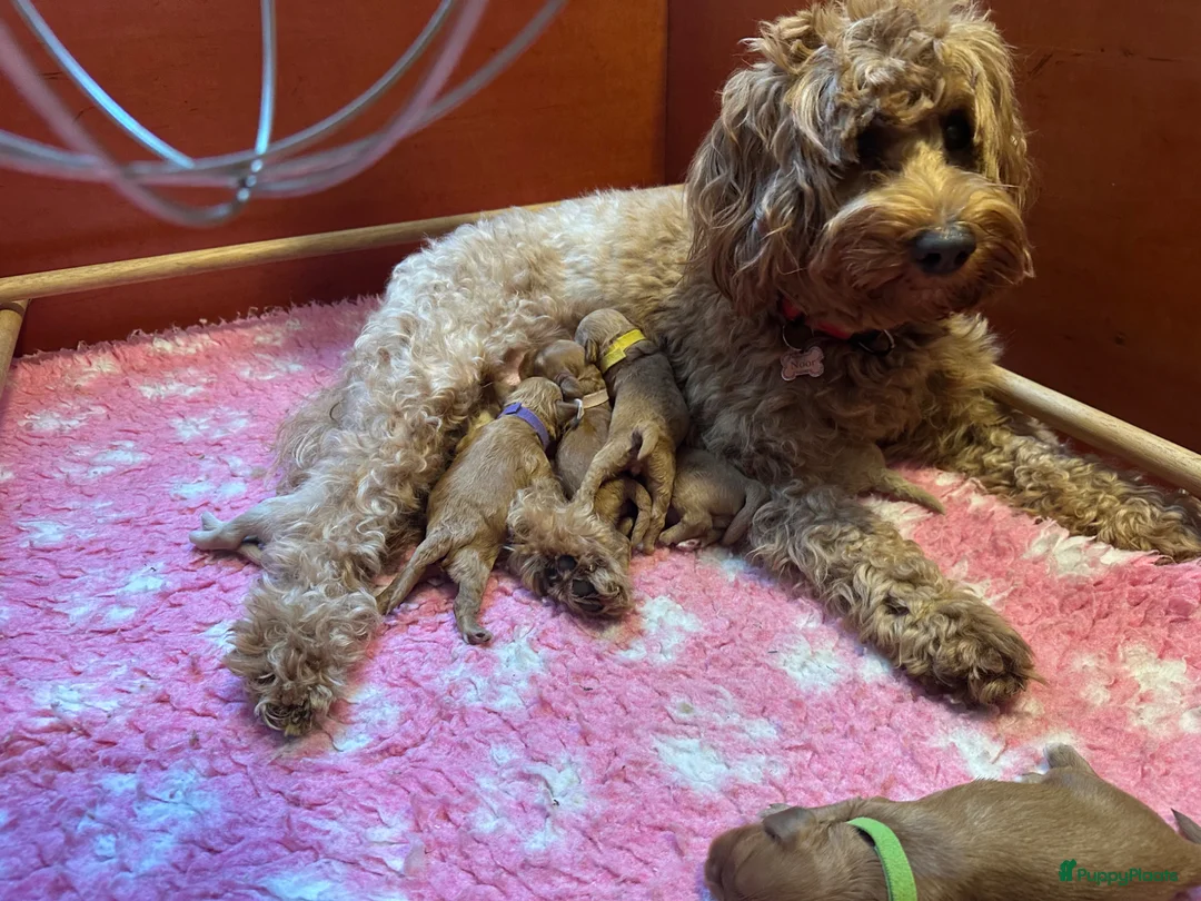 Kruising honden te koop: Mini Labradoodle  - Advertentie 1