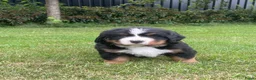 Berner Sennenhond honden te koop: *verkocht* Prachtige Berner Sennenpups metstamboom - Advertentie 3