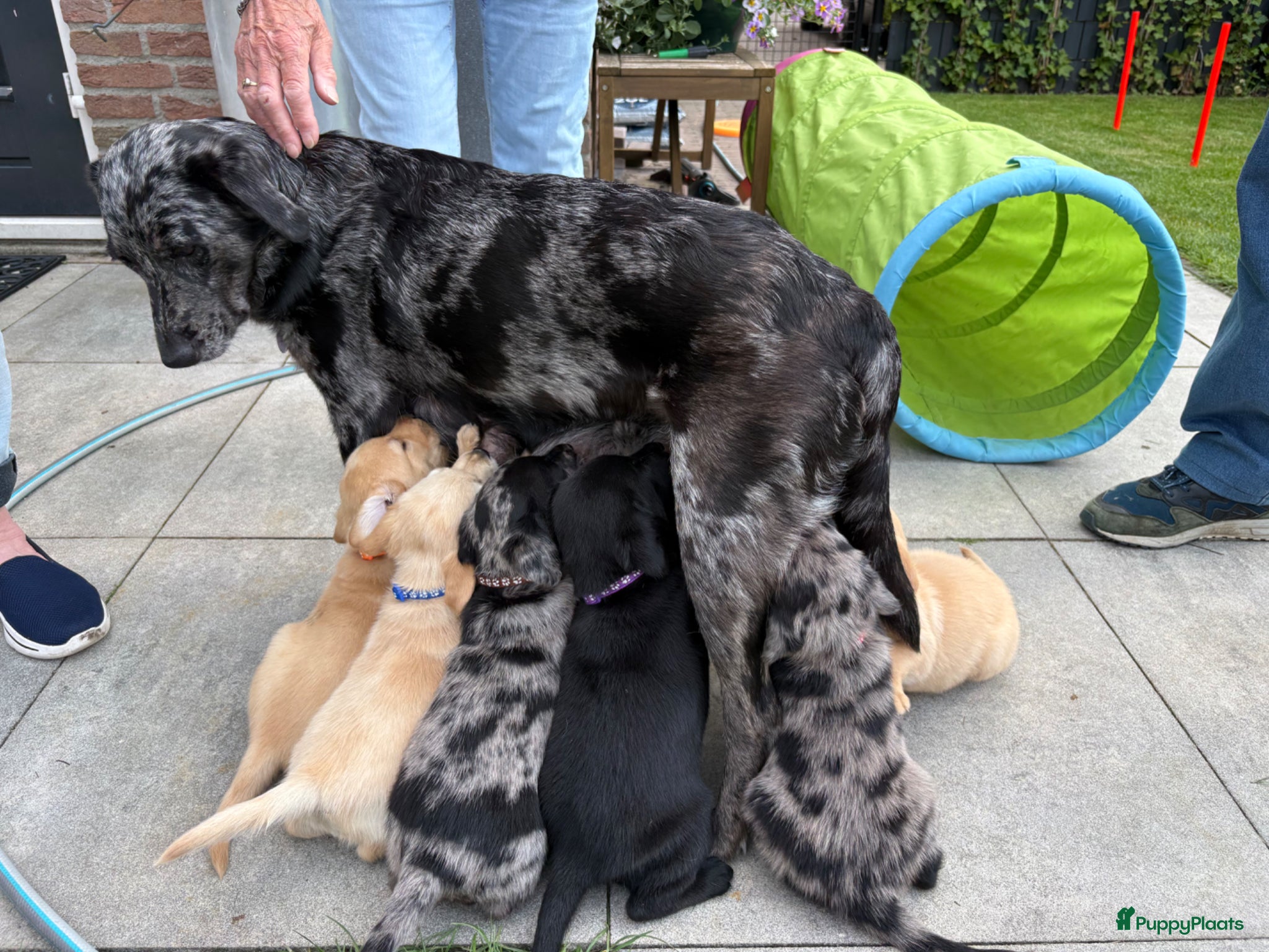 Kruising honden Aussiedor pups (Australian Shepherd x Labrador) - Advertentie 2