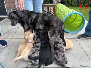 Kruising honden Aussiedor pups (Australian Shepherd x Labrador) - Advertentie 2