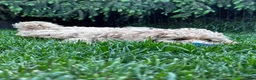 Maltipoo honden te koop: Maltipoo teefje puppy - Advertentie 5