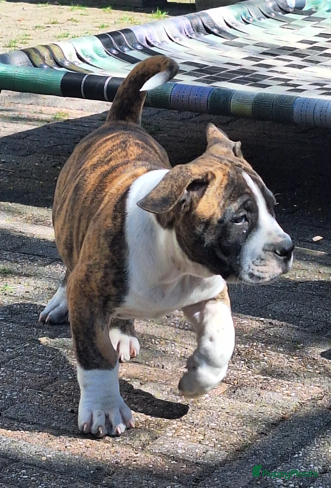 Boerboel honden te koop: Boerboel pups met SABBS stamboom - Advertentie 6