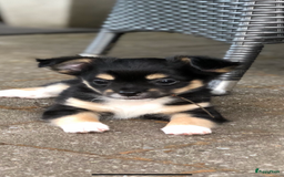 Chihuahua honden te koop: Mooie chihuahua pups in Budel - Afbeelding 15