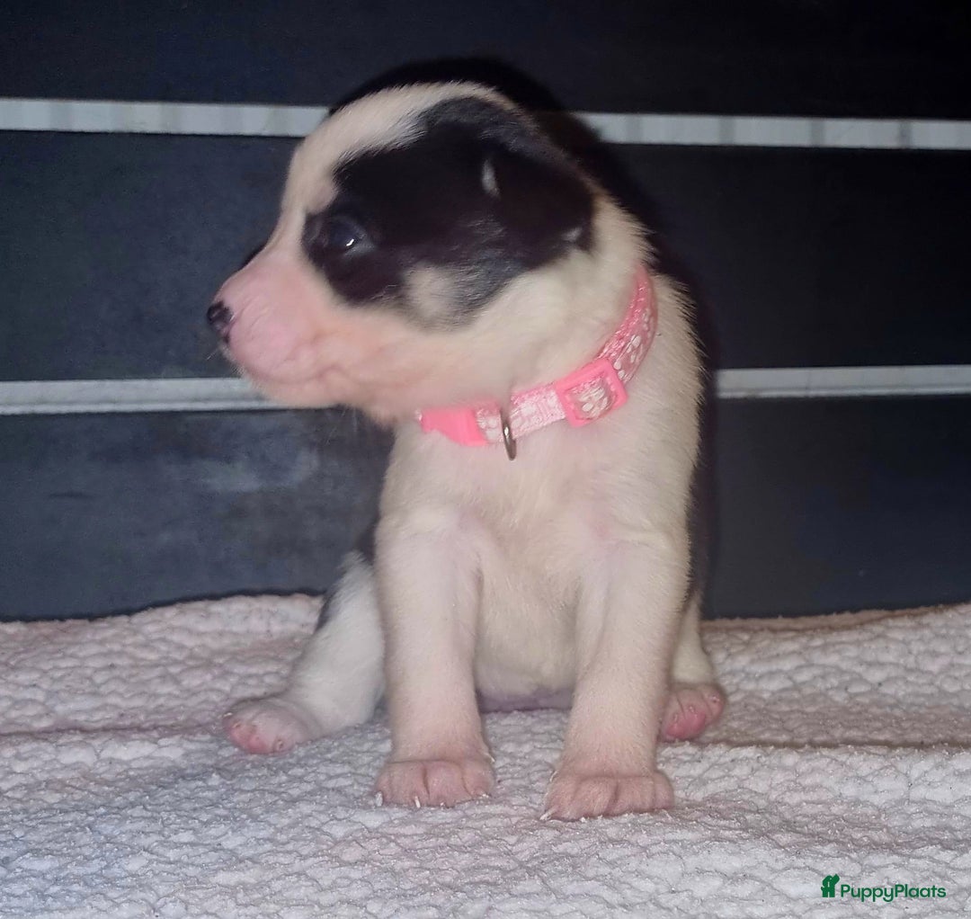 Kruising honden te koop: Kruising X Husky pups! Super mooi en leuk! - Advertentie 17