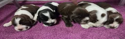 Engelse Cocker Spaniel honden te koop: Engelse Cockerspaniel pups met Stamboom. - Advertentie 15