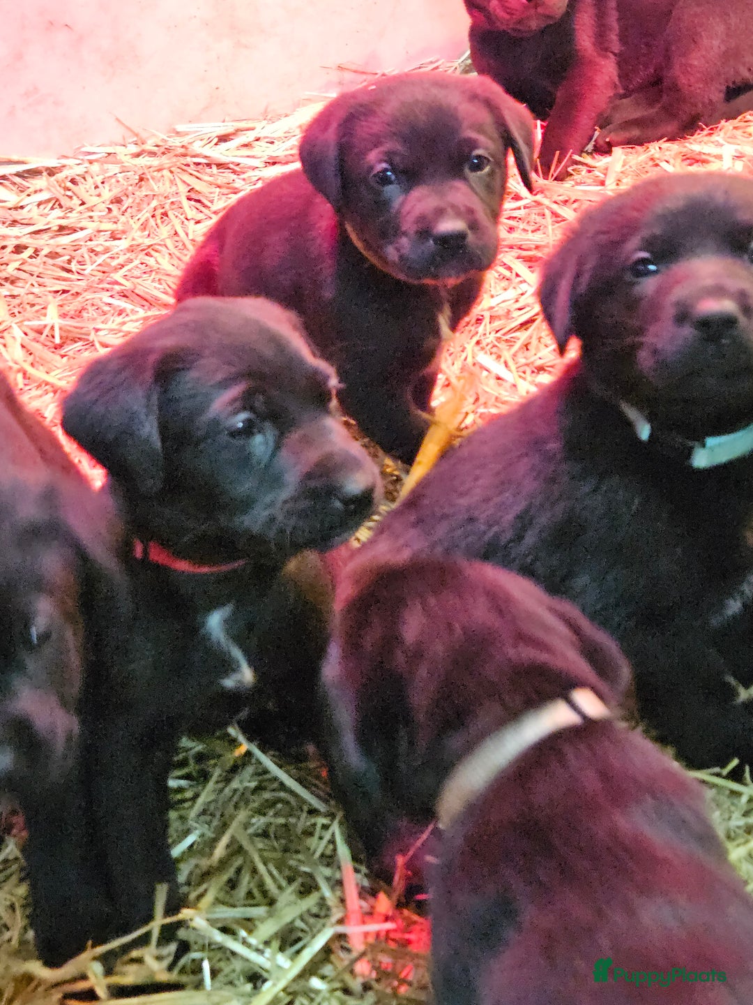 Kruising honden te koop: Grote zwitserse sennenhond x labrador pups - Advertentie 5