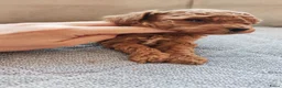 Poedel Toy honden te koop: Poedel toy puppy's  - Advertentie 9