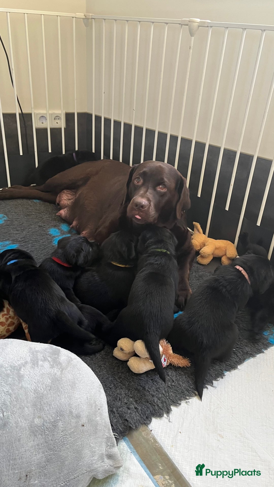 Labrador Retriever honden te koop: Eind oktober puppy’s verwacht! - Advertentie 4