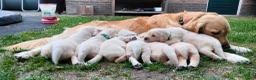 Golden Retriever honden te koop: Deze leukerds zoeken een baasje - Advertentie 3