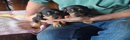 Dwergteckel honden te koop: Dwergteckel in Achtmaal - Advertentie 11