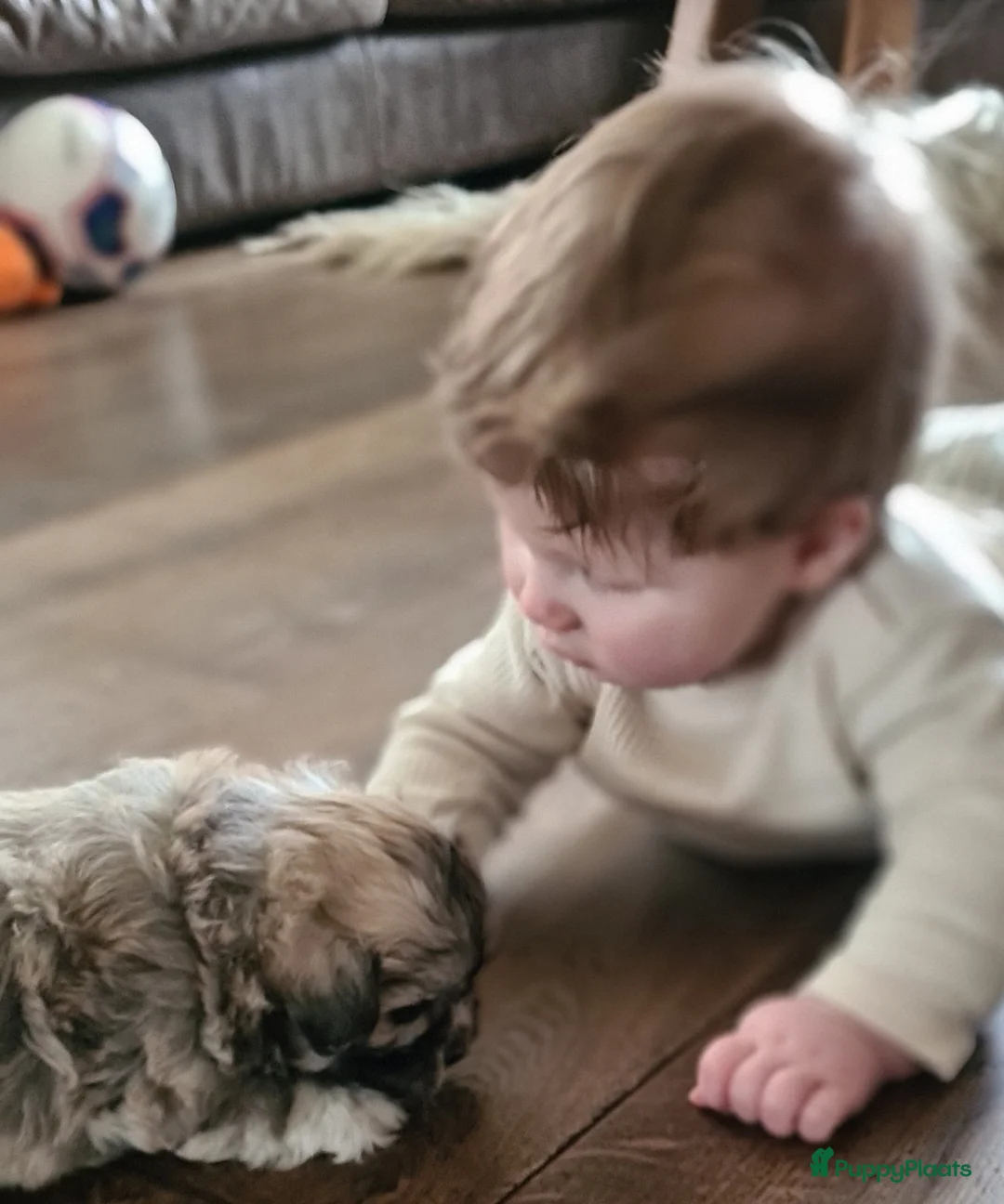 Kruising honden te koop: Prachtige lieve shipom pups - Advertentie 21