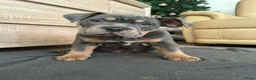 Amerikaanse Bully honden te koop: American Bully pocket pups verwacht  in Amsterdam - Advertentie 10