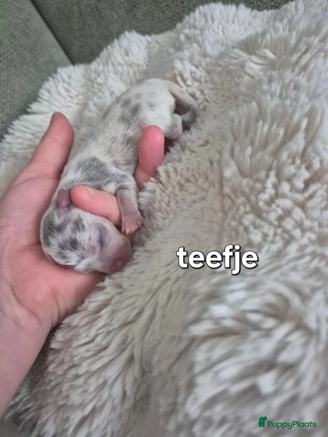 Kruising honden te koop: Merle jackxchi pups te koop - Advertentie 2
