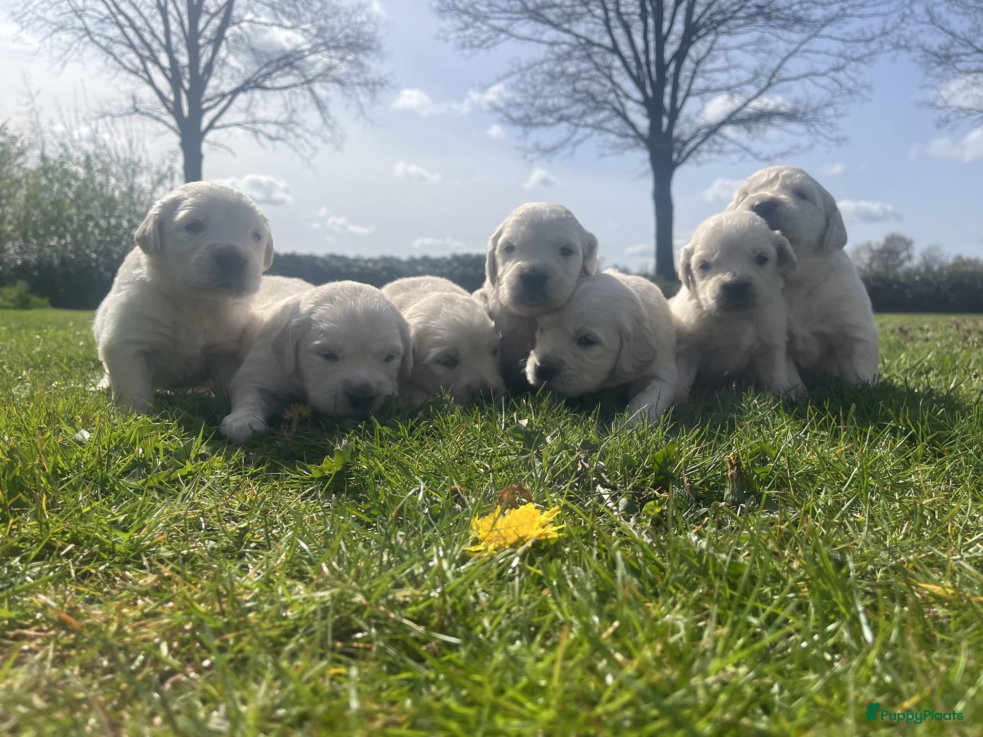 Golden Retriever honden Te koop prachtige Golden retrieverpups - Advertentie 1
