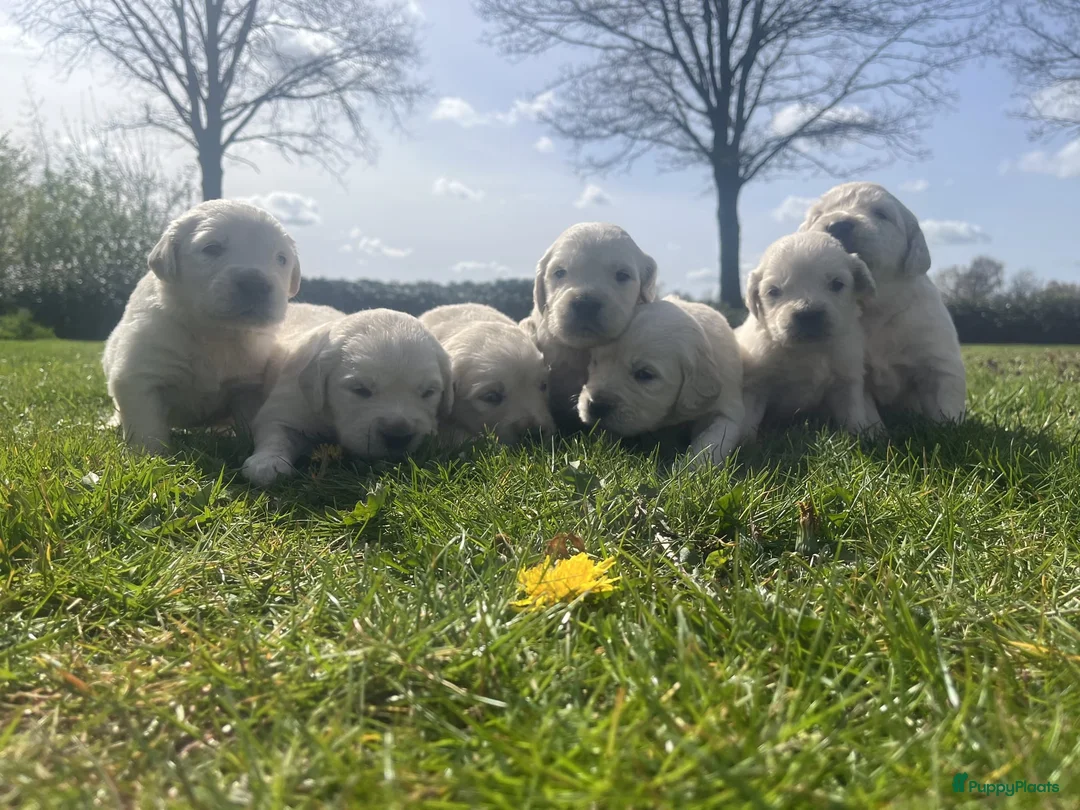Golden Retriever honden te koop: Te koop prachtige Golden retrieverpups - Advertentie 1