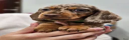 Teckel (korthaar)  honden te koop: Teckel pupp in Zaandam - Advertentie 2