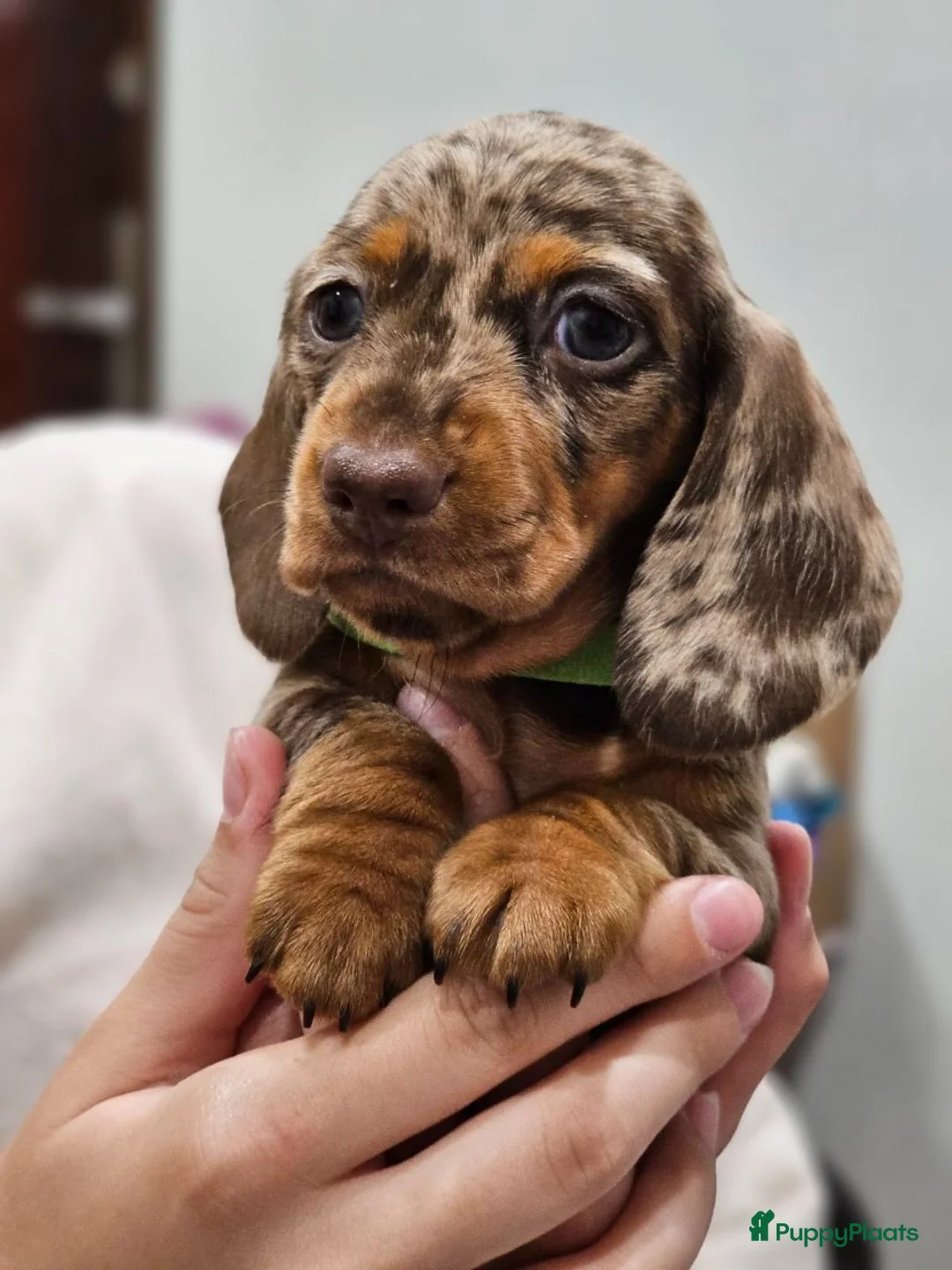 Teckel (korthaar)  honden te koop: Teckel pupp in Zaandam - Advertentie 2
