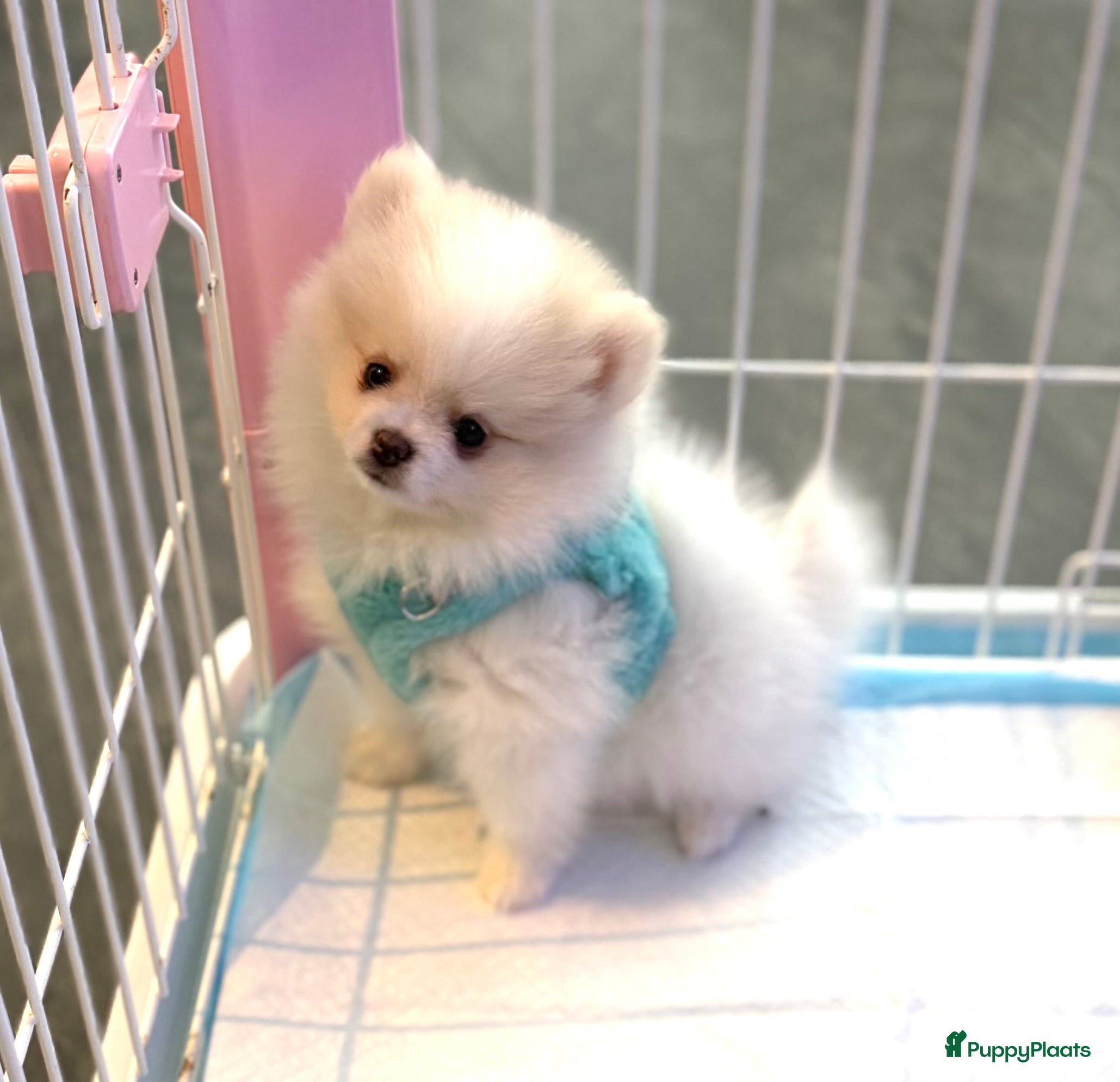 Pomeriaan honden Mooiste raszuivere pomeranian pomeriaan pups - Advertentie 1