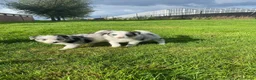 Border Collie honden te koop: Border Collie pups - Advertentie 11
